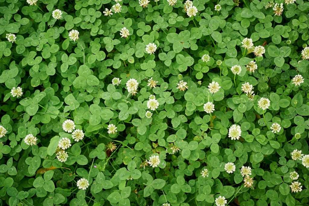 white clover, organic living mulch