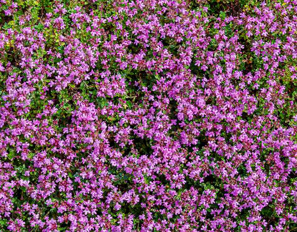 creeping thyme ground cover living mulch