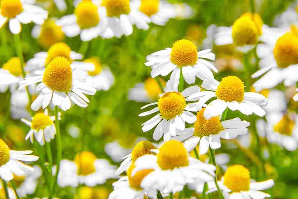 chamomile ground cover living mulch