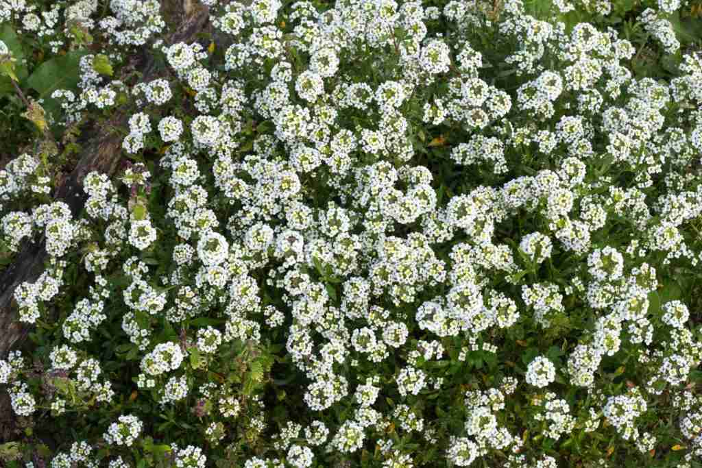 Cover crops for vegetable garden, sweet alyssum