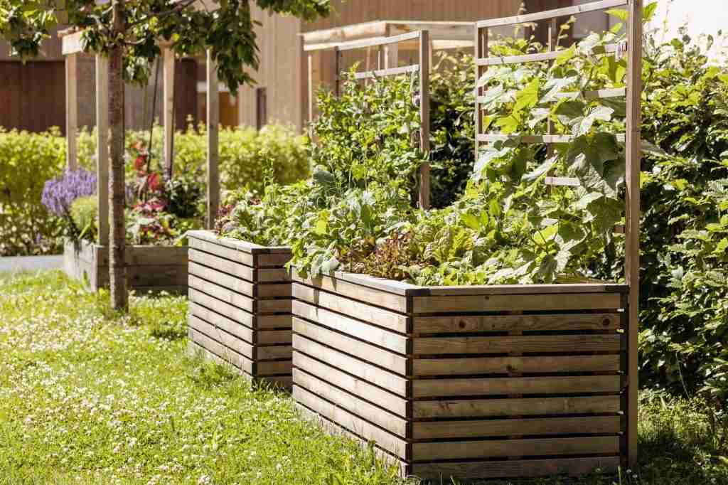 high raised beds with vegetables and vertical plants