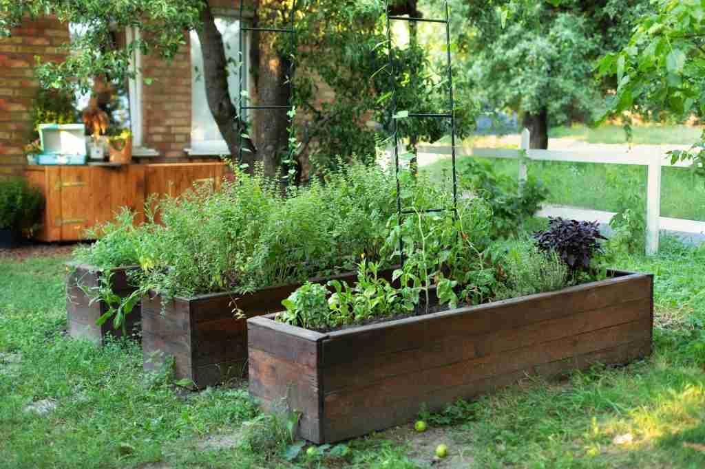 raised beds in garden with herbs and vegetables