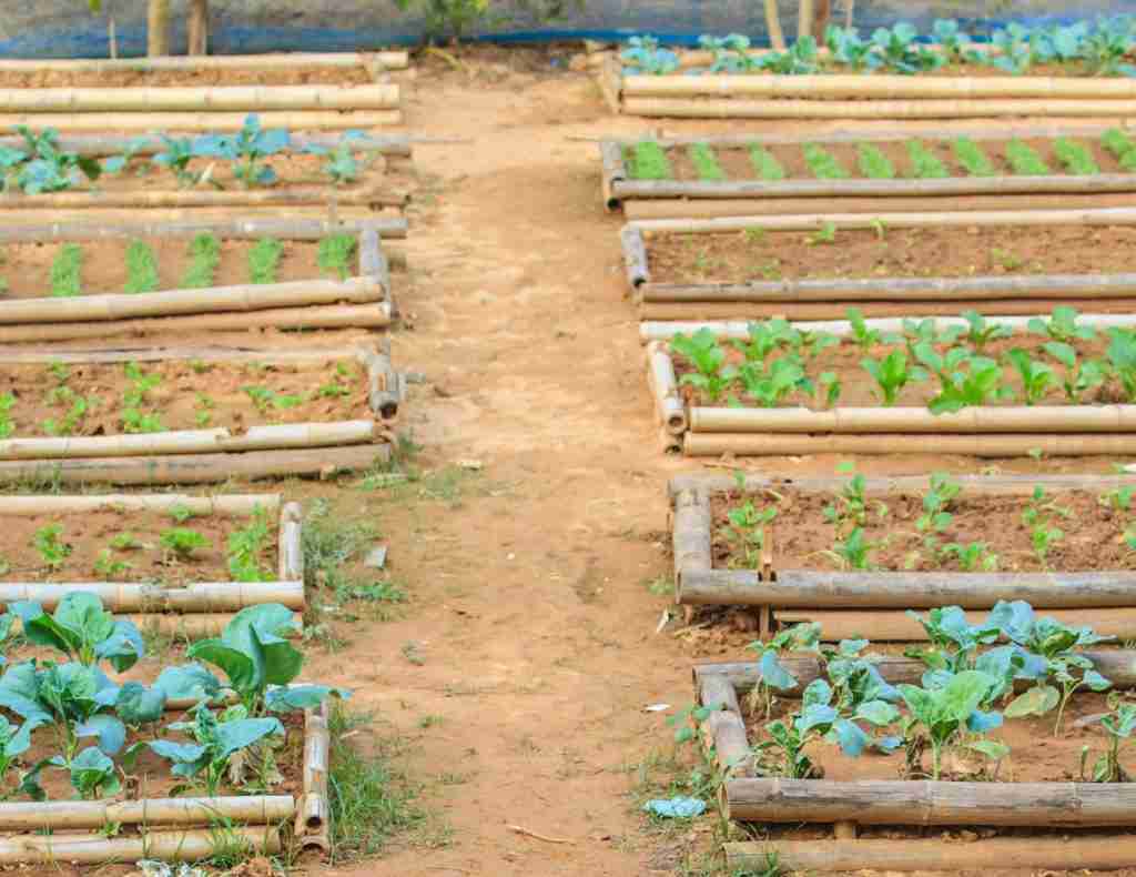 poor quality soil and raised beds