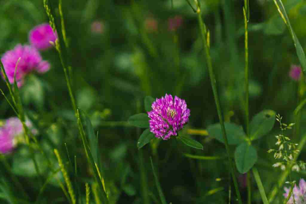 red clover living mulch