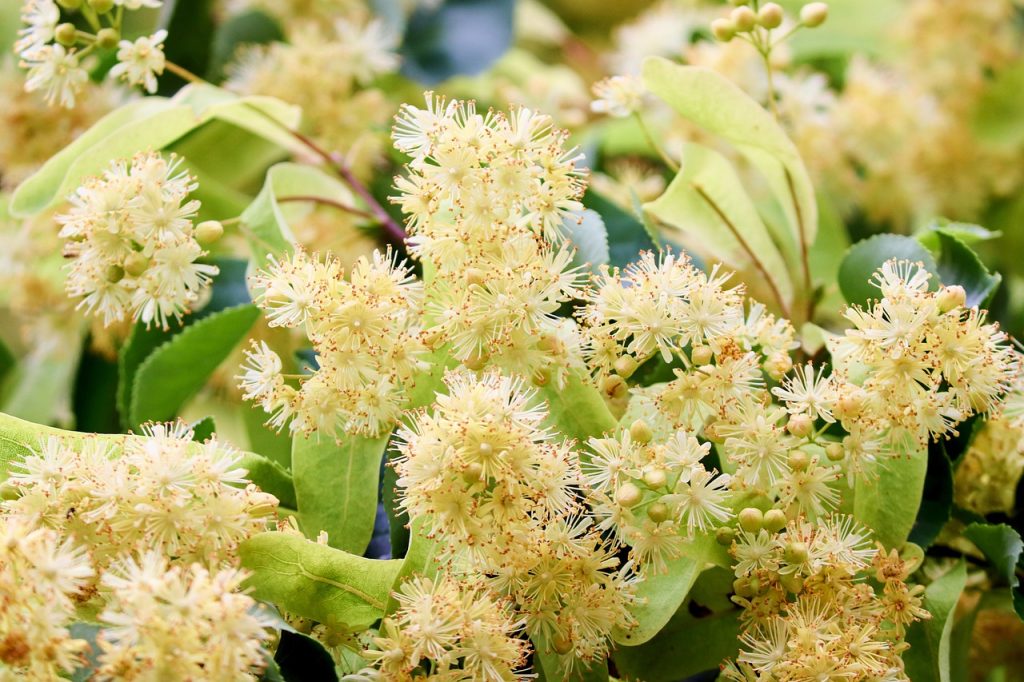 linden tree flowers