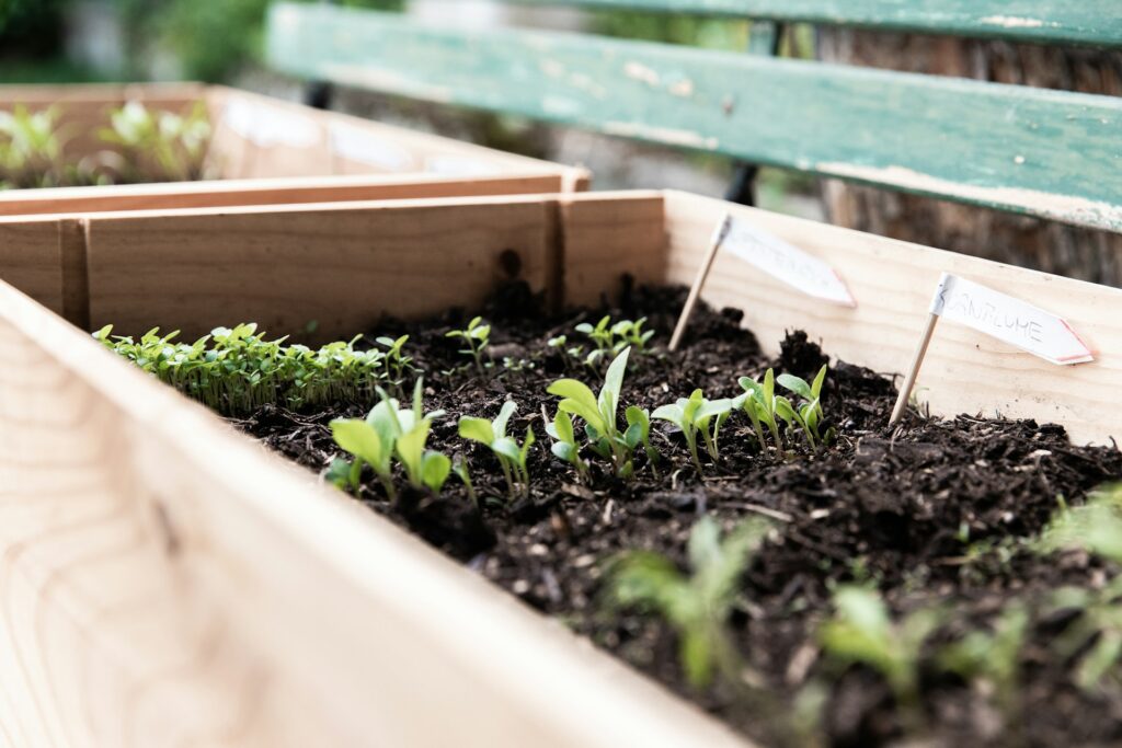 seedlings