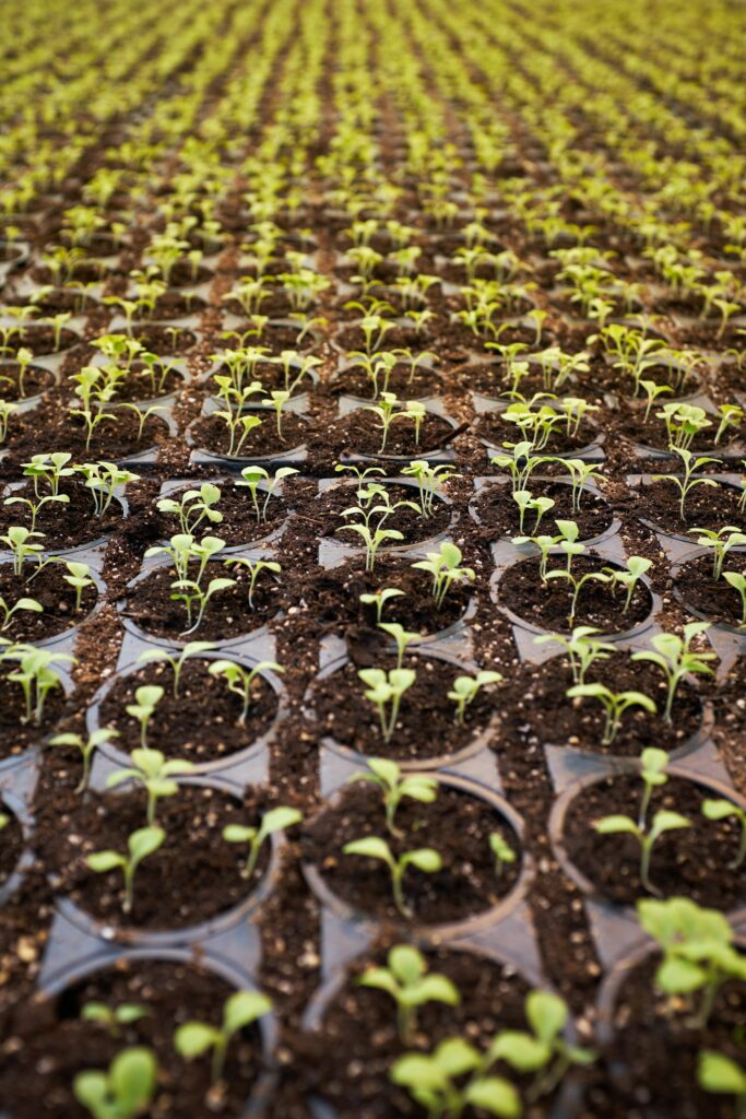 seedlings in pots