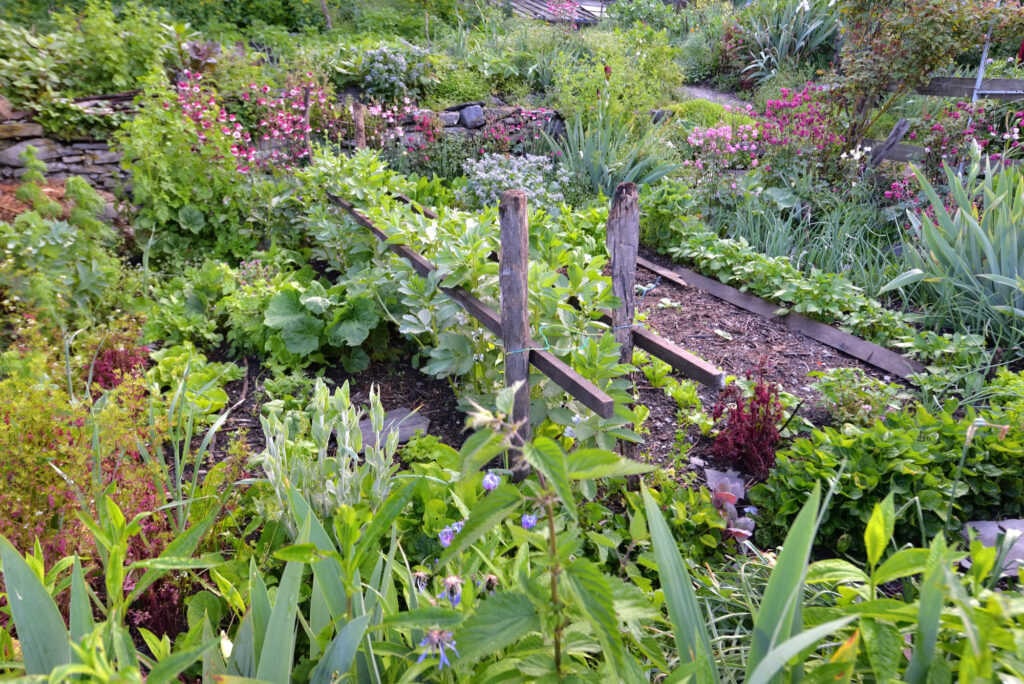 rural garden, biodiversity, vegetables, flowers, polyculture, permaculture