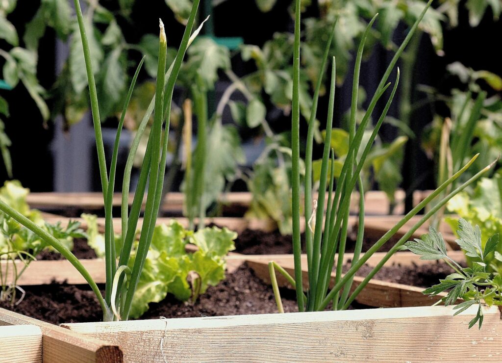 letuuce onion companion planting techniques