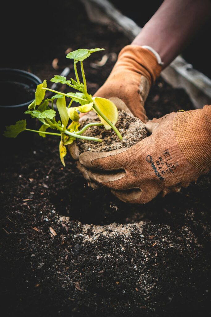 planting, replanting