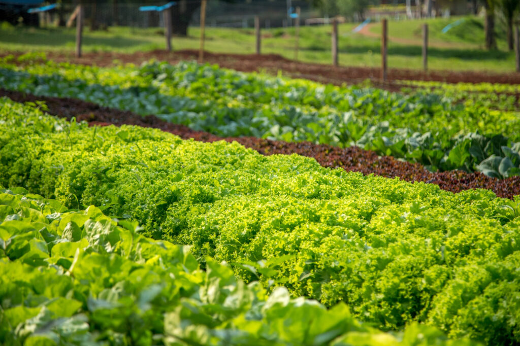 lettuce, monoculture