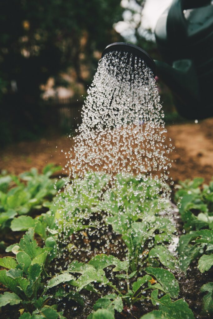 watering vegetables