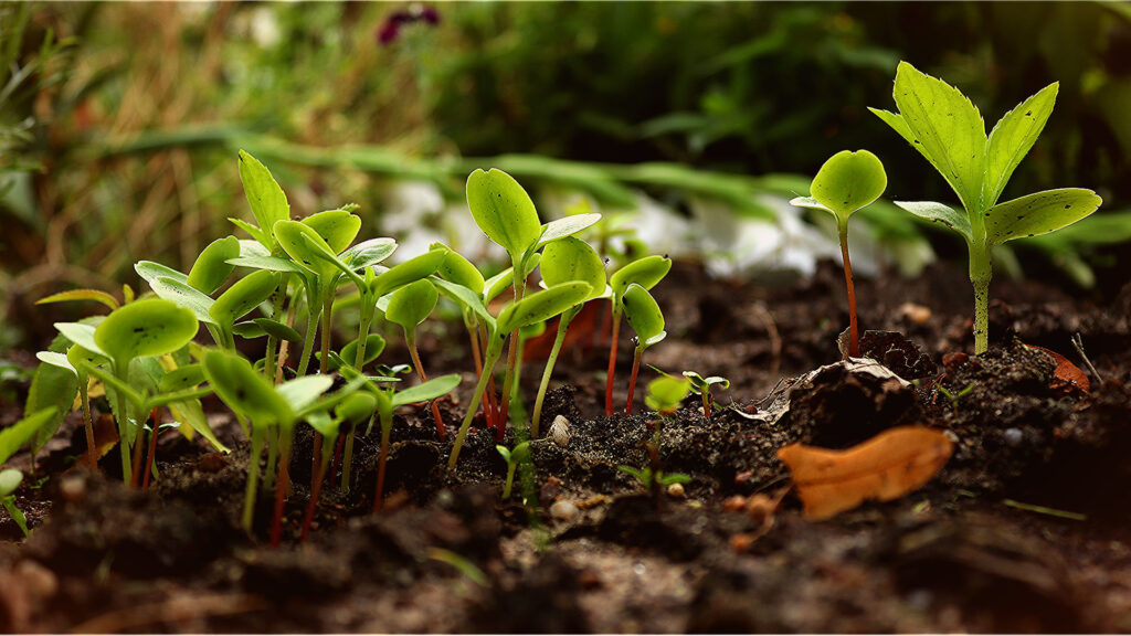 seedlings, saplings