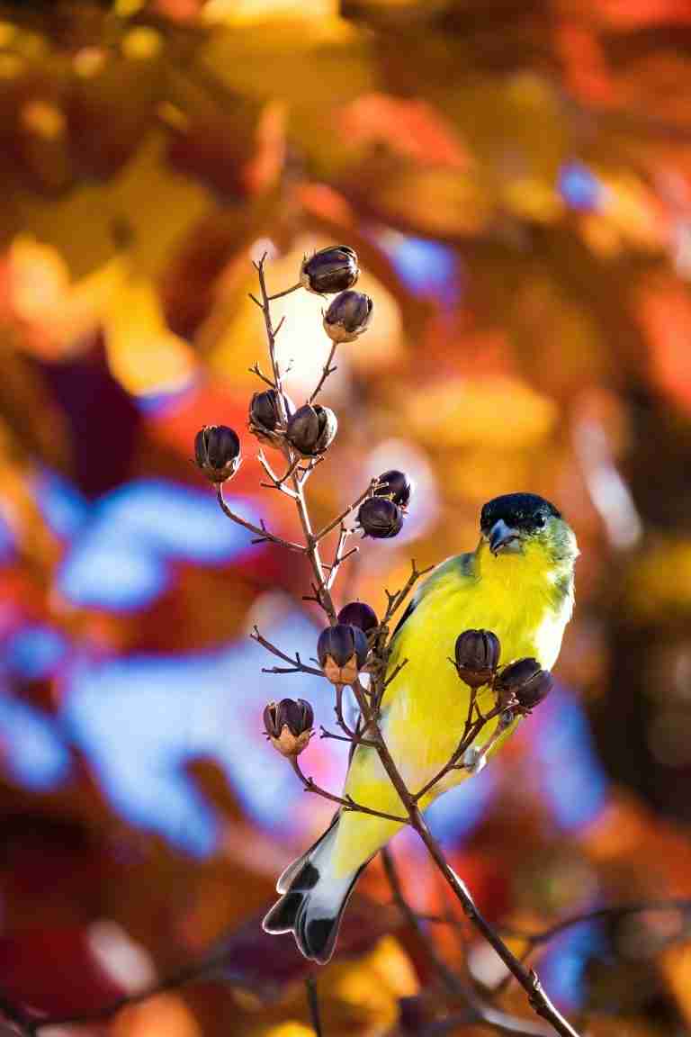 make organic garden full of birds and attract beneficial animals