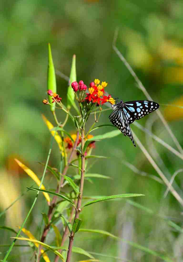 organic garden full of butterflies attract butterflies