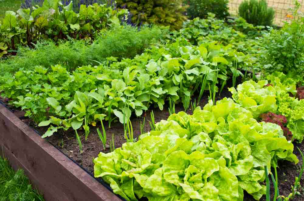 Organic vegetables grow in the garden permaculture