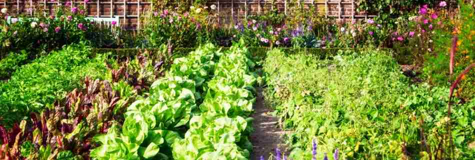 grow organic vegetables full of nutrients be healthy