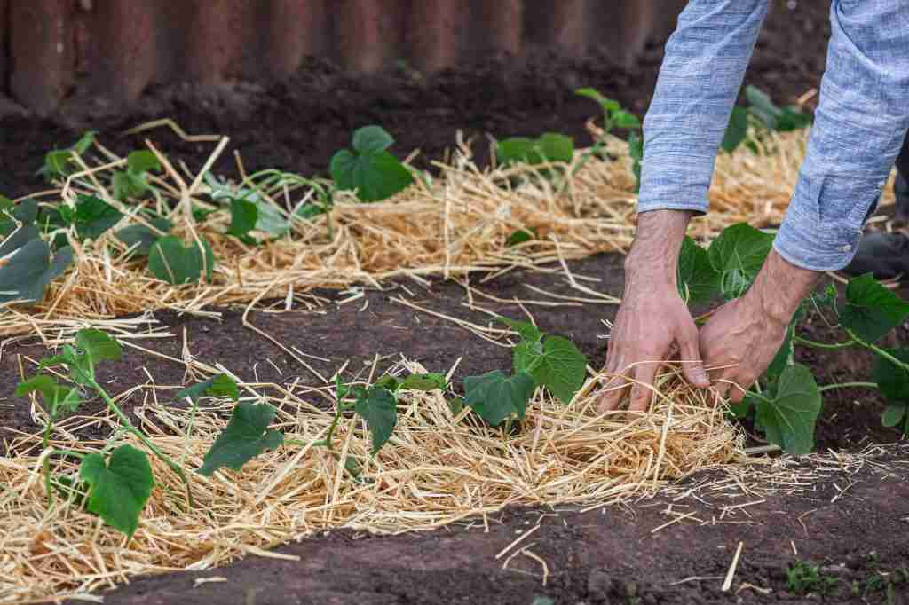 mulching young cucumber plants with straw to protect