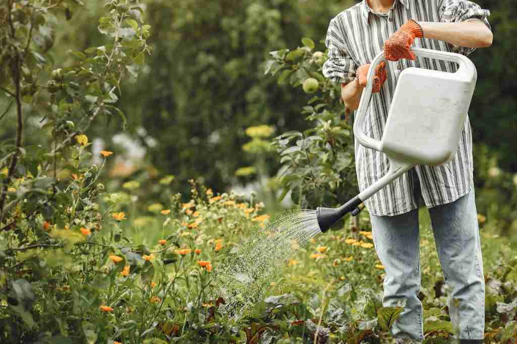 watering the garden with fertilizers