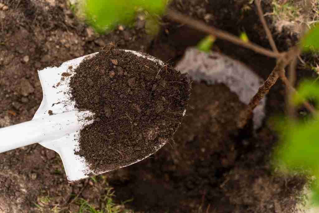 planting tree, testing soil health and ph