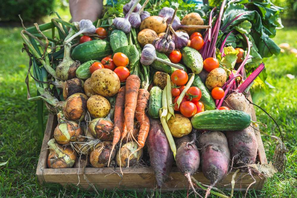 Nutrient dense, organic vegetables from garden.