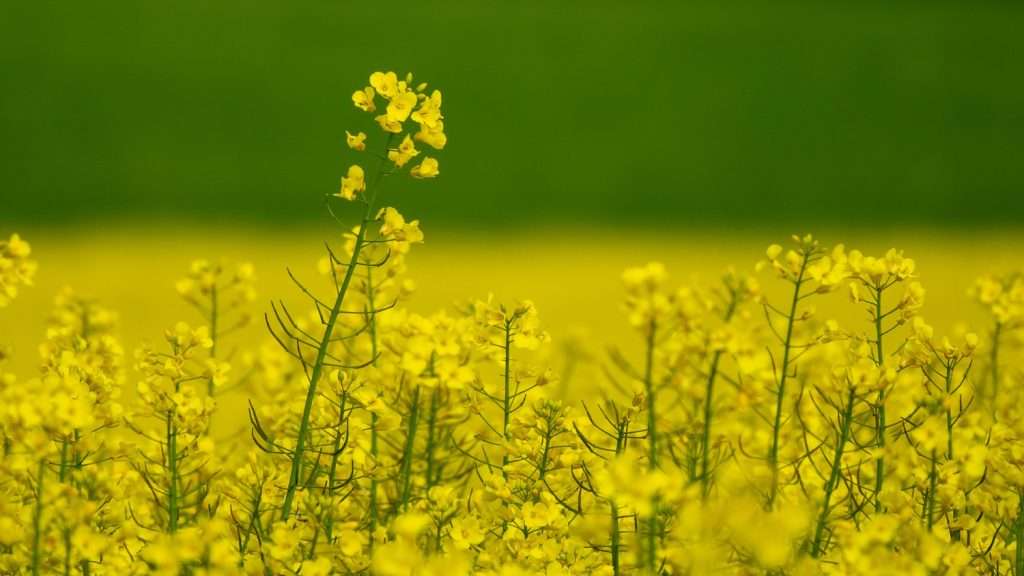 Cover crop for winter UK, white mustard