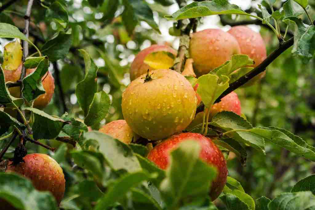 Apple tree