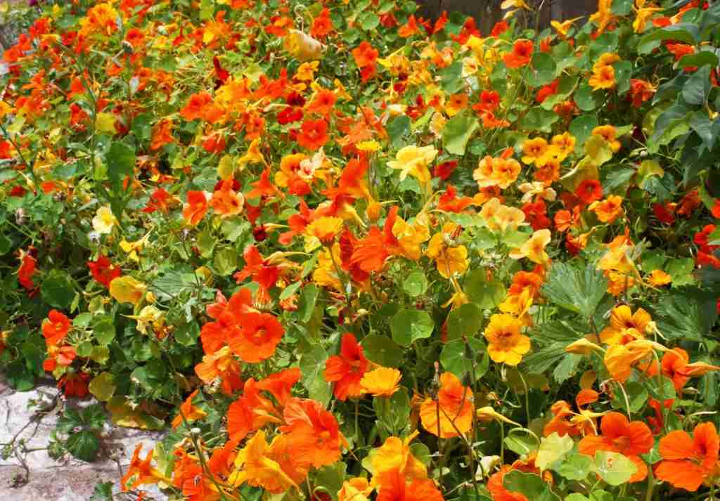 flowering nasturtium