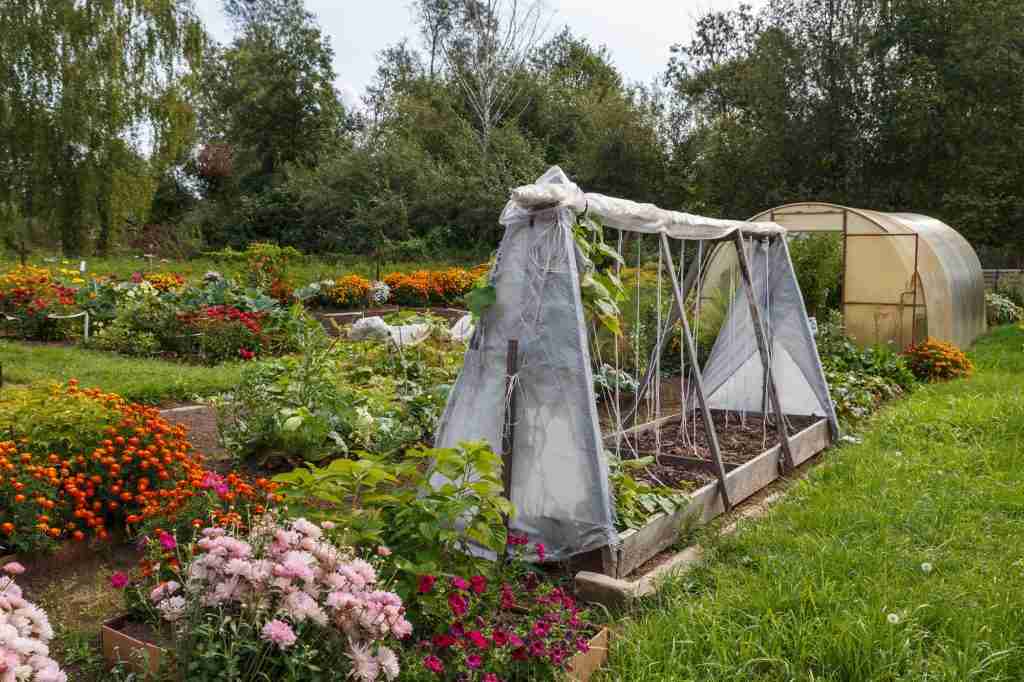 garden bed covered from frost