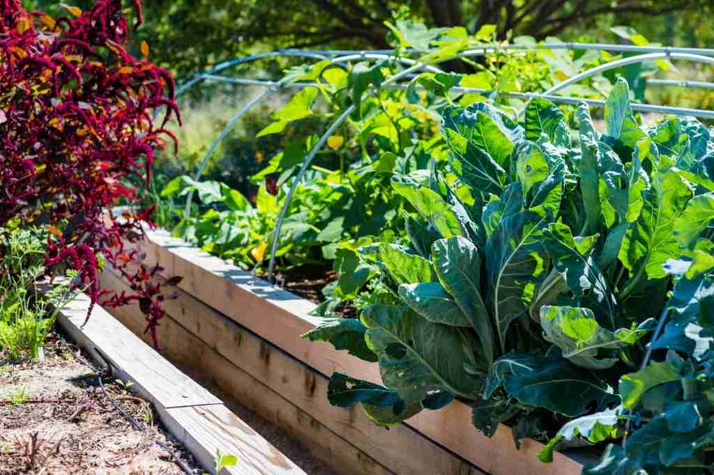 raised vegetable bed