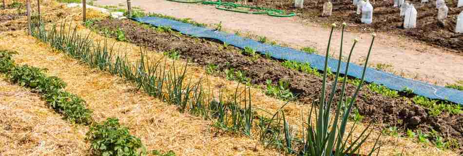 sheet mulching with cardboard and straw