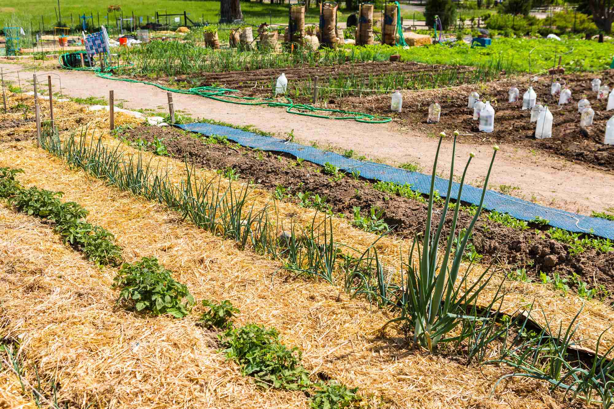 sheet mulching with cardboard and straw