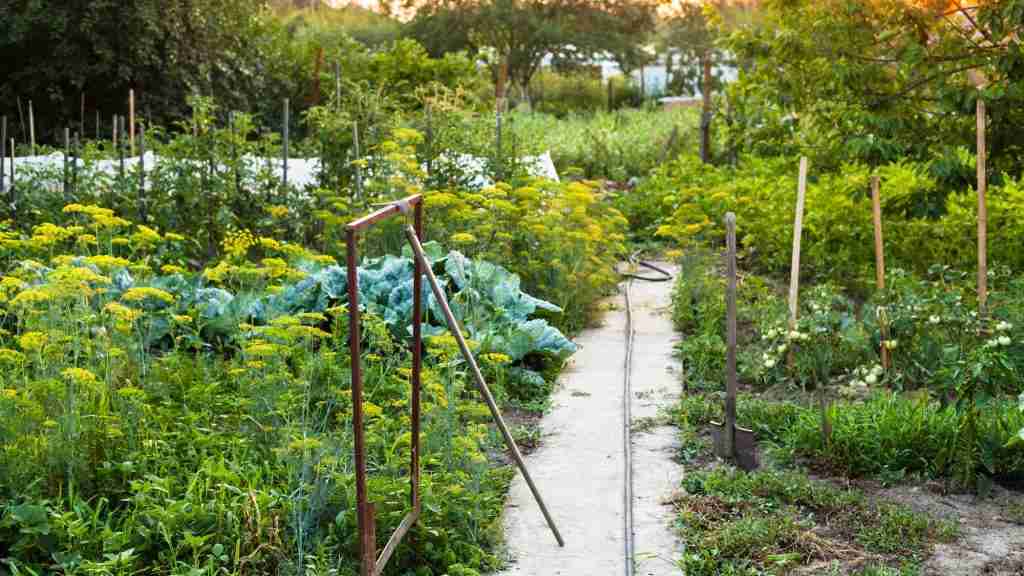 vegetable garden in summer