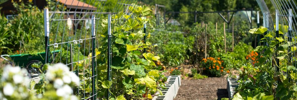 organic garden, permaculture garden vegetables, flowers, cucumbers, marigold