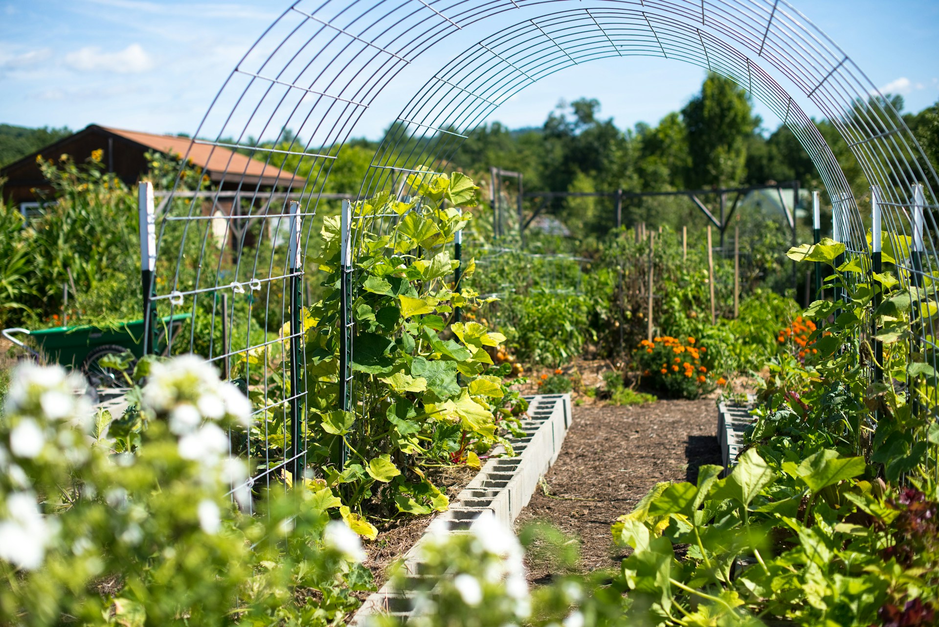 organic garden, permaculture garden vegetables, flowers, cucumbers, marigold