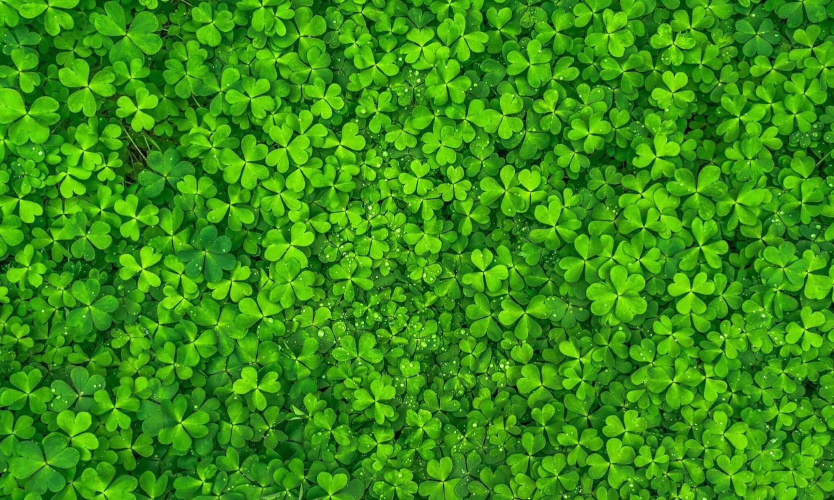 clover background