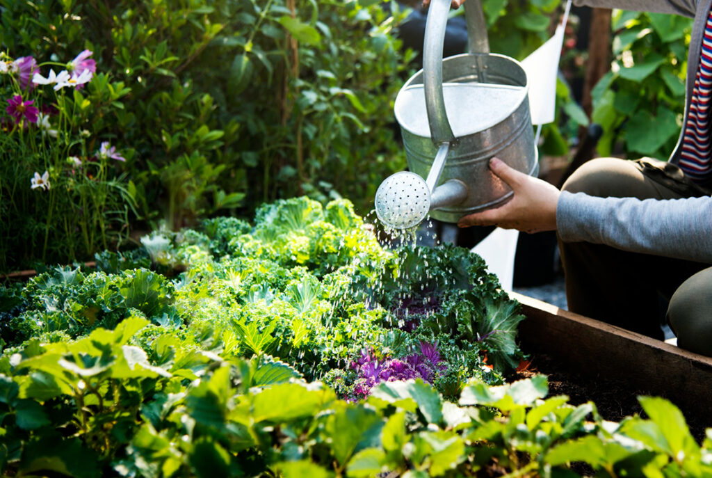 watering vegetables