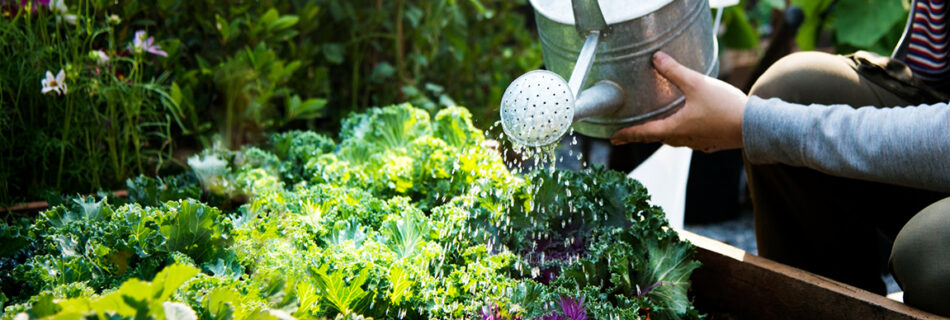 watering vegetables